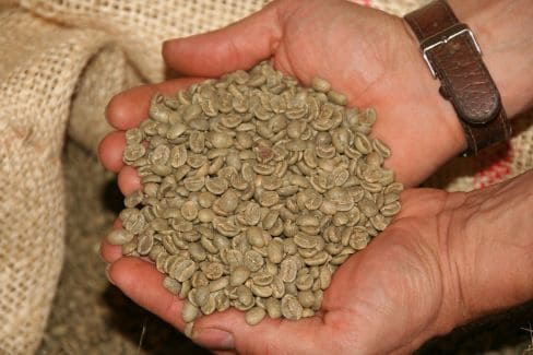 Зеленые кофейные зерна в руках человека